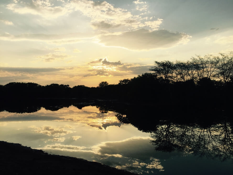 Safari Lodge in South Africa | Safari in Limpopo | Mopane Bush Lodge
