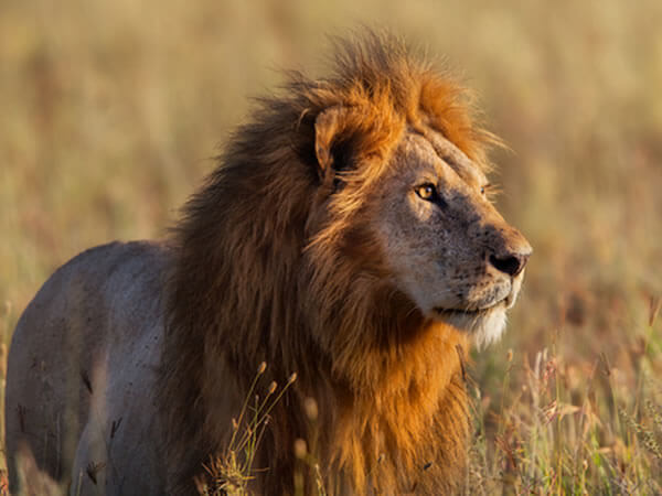 Safari Lodge in South Africa | Safari in Limpopo | Mopane Bush Lodge