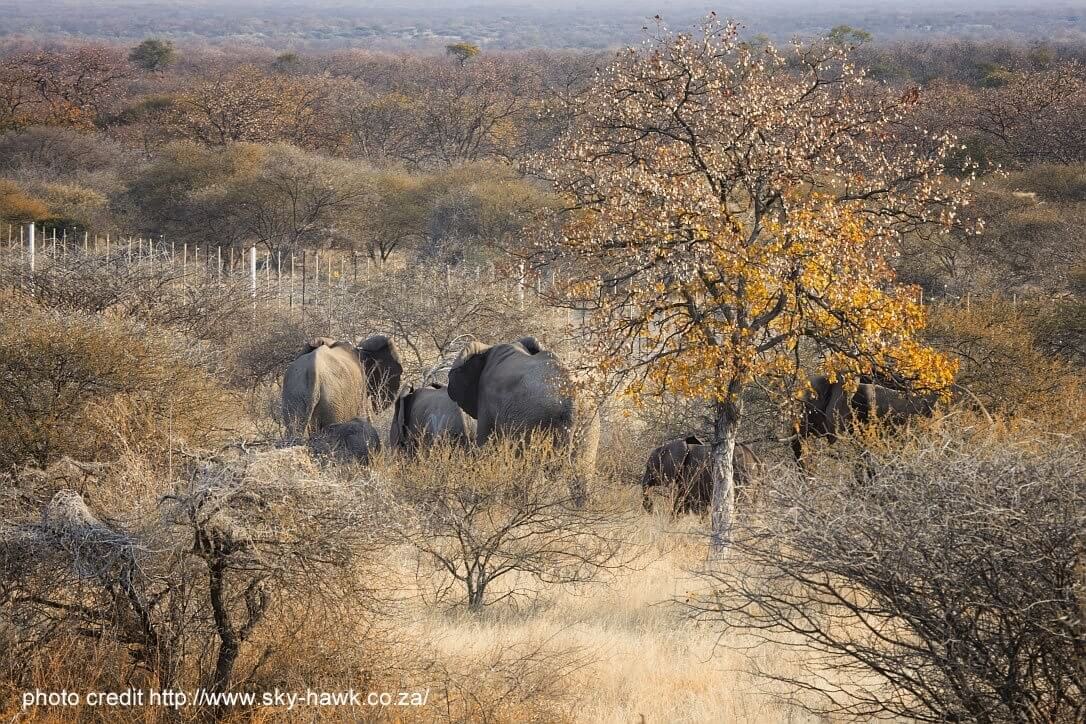 Safari Lodge in South Africa | Safari in Limpopo | Mopane Bush Lodge