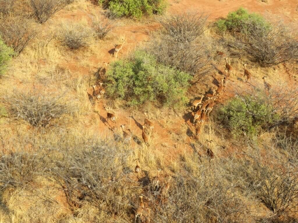 Safari Lodge in South Africa | Safari in Limpopo | Mopane Bush Lodge