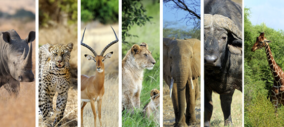 Safari Lodge in South Africa | Safari in Limpopo | Mopane Bush Lodge