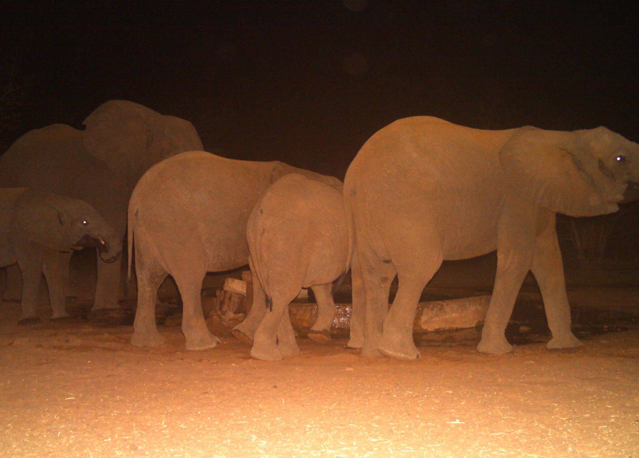 Safari Lodge in South aAfrica | Safari in Limpopo | Mopane Bush Lodge