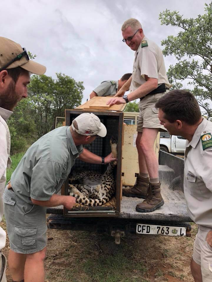 Safari Lodge in South Africa | Safari in Limpopo | Mopane Bush Lodge