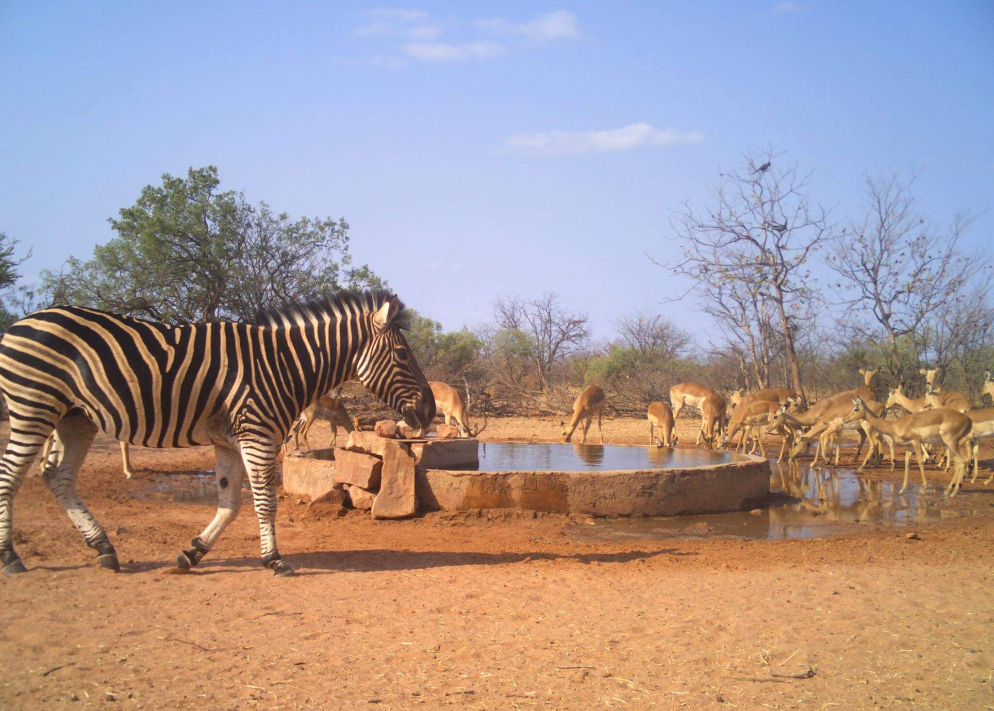 Safari Lodge in South aAfrica | Safari in Limpopo | Mopane Bush Lodge