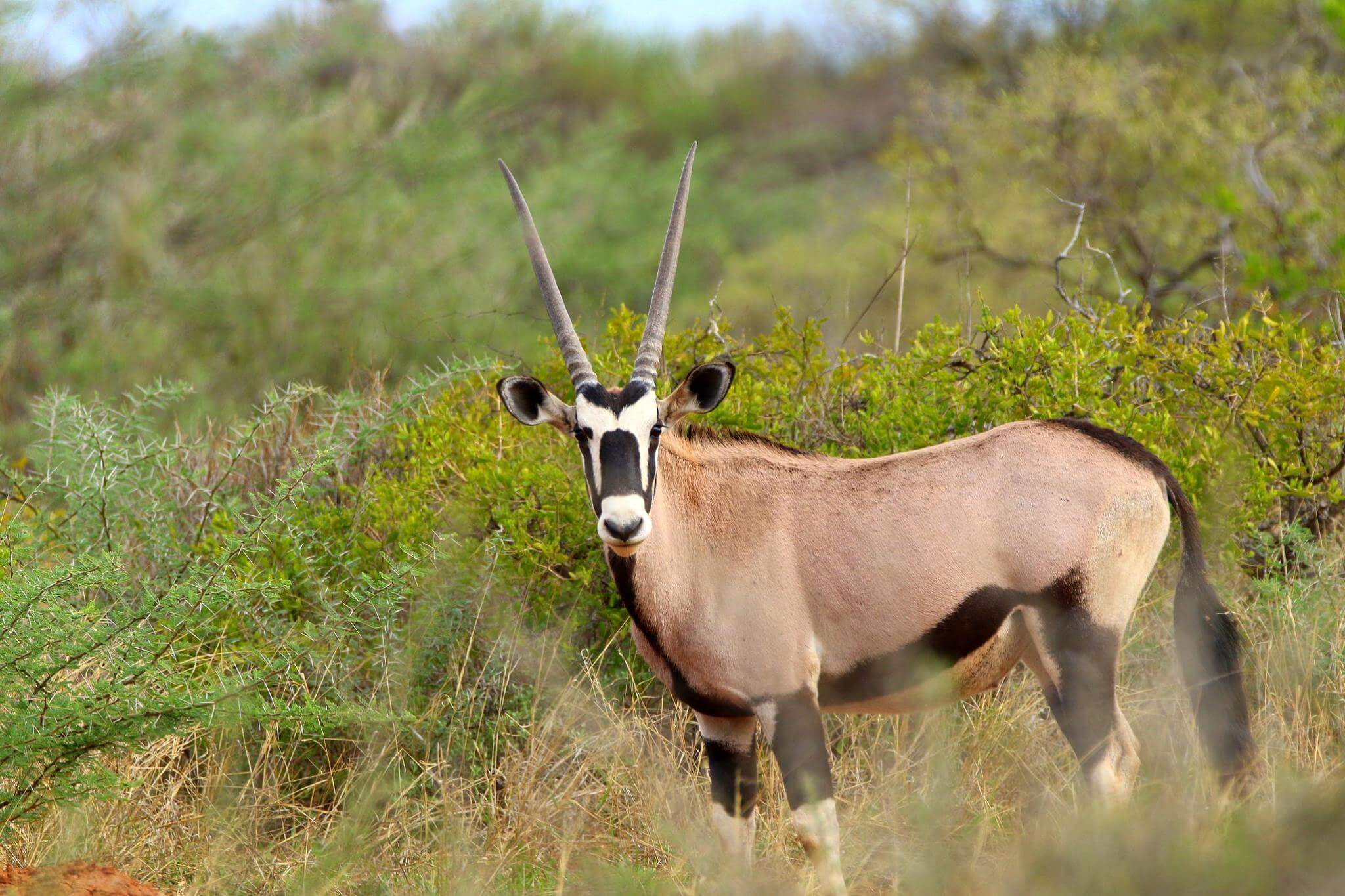 Safari Lodge in South aAfrica | Safari in Limpopo | Mopane Bush Lodge