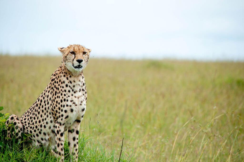 Safari Lodge in South Africa | Safari in Limpopo | Mopane Bush Lodge