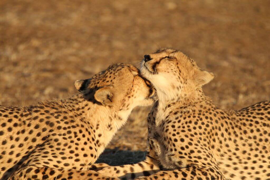 Safari Lodge in South Africa | Safari in Limpopo | Mopane Bush Lodge