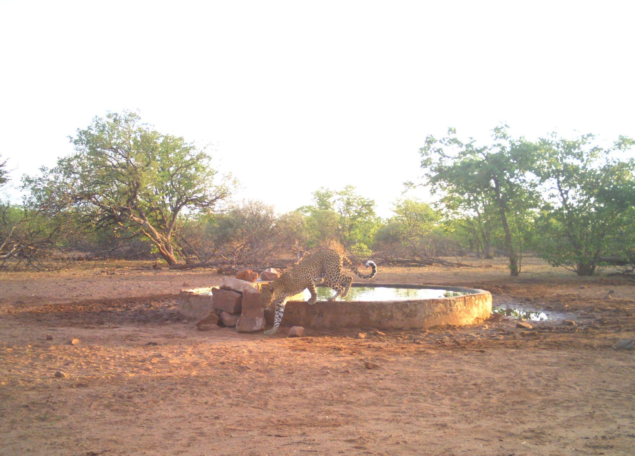 Safari lodge in south africa | Mopane Bush Lodge