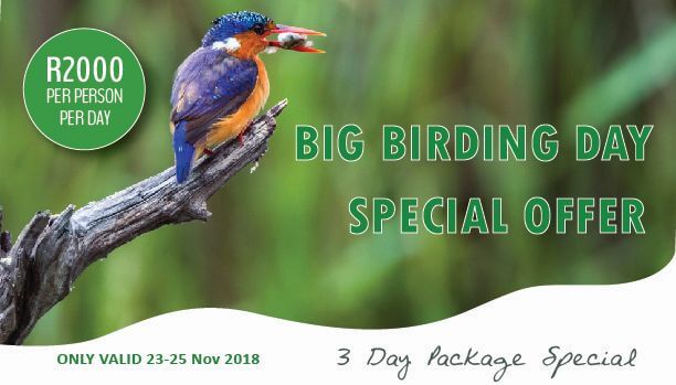 birding in south africa