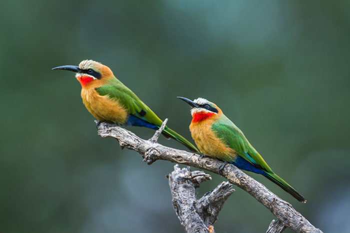animals in south africa | mopane bush lodge