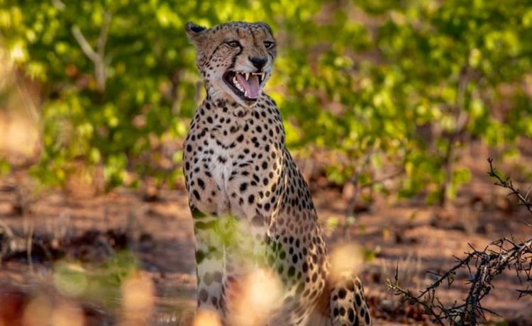 Cheetah at Mopane Bush Lodge